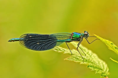 Banded Demoiselle