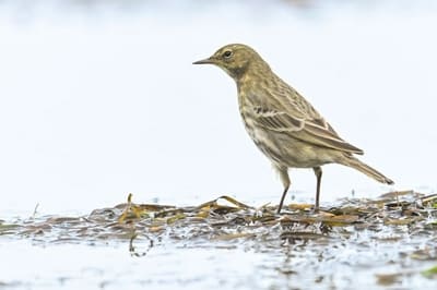 Rock Pipit