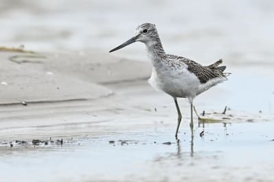 Common Greenshank