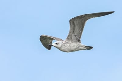 Caspian gull