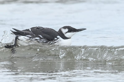 Common Guillemot