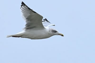 Herring Gull