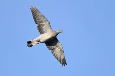 Wood Pigeon