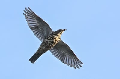 Mistle Thrush