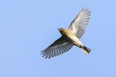 Chaffinch