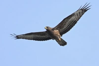 Western Honey Buzzard