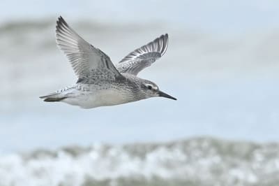 Red Knot