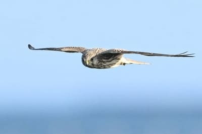 Common Kestrel