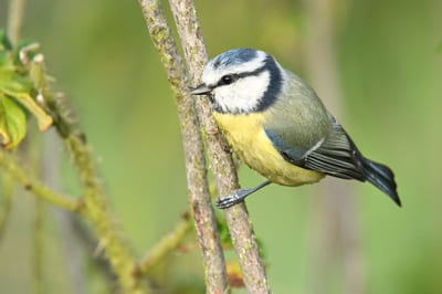 Blue Tit