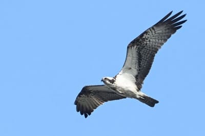 Osprey