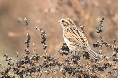 Reed Bunting