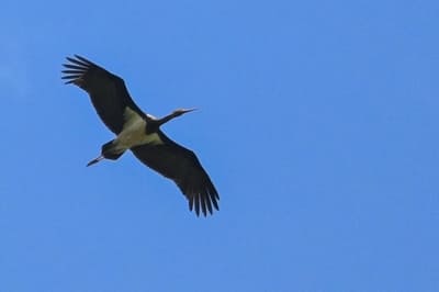 Black Stork