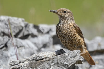 Mountain Rock Thrush