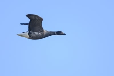 Brent Goose