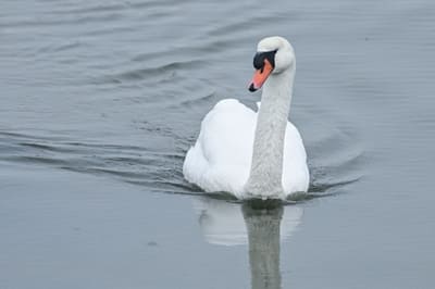 Mute Swan