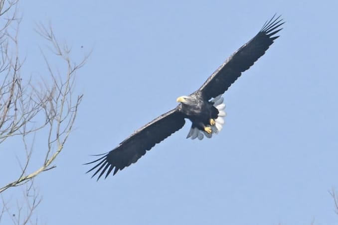 White-tailed Sea Eagle