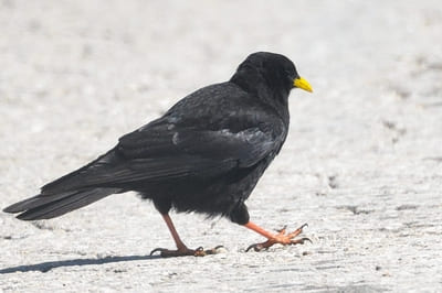 Alpine Chough