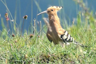 Hoopoe