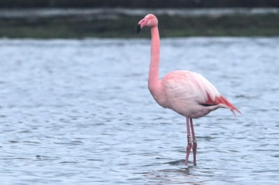 Greater Flamingo