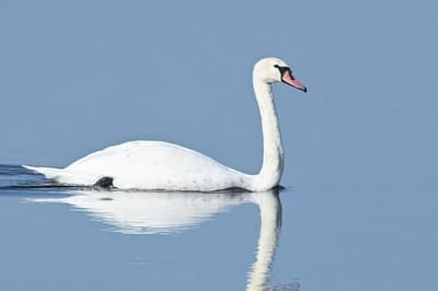 ​Mute Swan