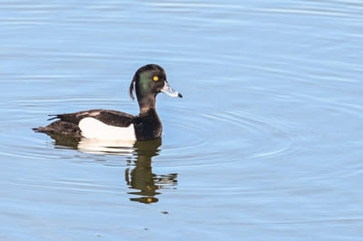 Tufted Duck