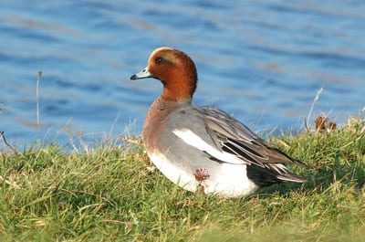 European Wigeon