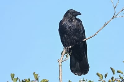 Carrion Crow