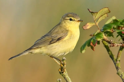 Willow Warbler