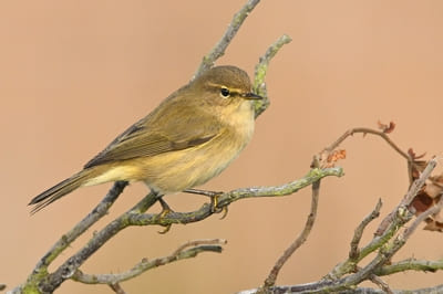 Chiff-chaff