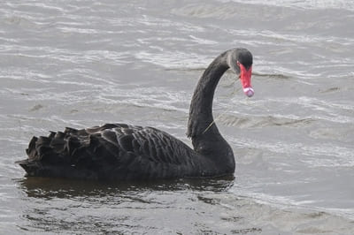 Black Swan