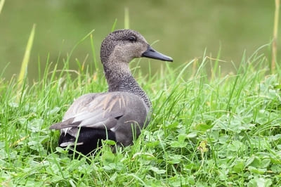 Gadwall