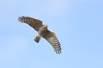 Northern Sparrow Hawk