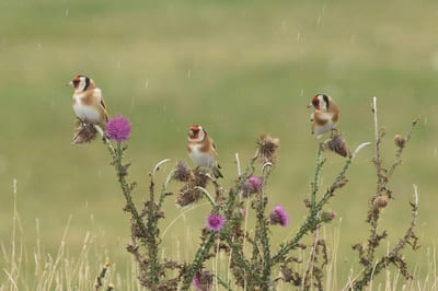 Eurasian Goldfinch