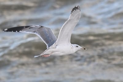 Caspian gull