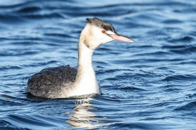 Great Crested Grebe