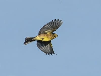 Yellowhammer