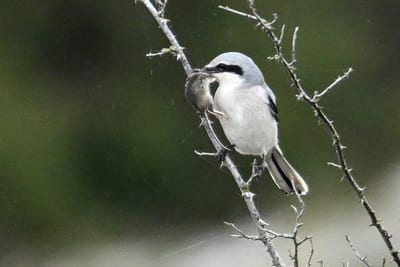 Great Grey Shrike