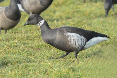 Black Brent Goose