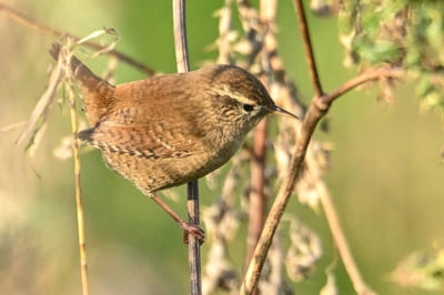 Winter Wren