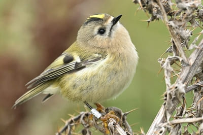 Goldcrest