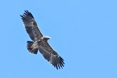 Lesser Spotted Eagle