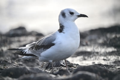 Black-legged Kittiwake