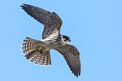 Northern Hobby