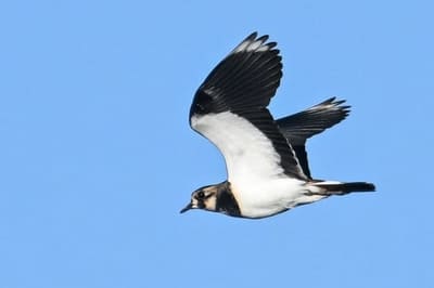 Northern Lapwing