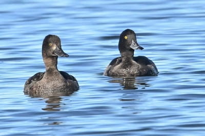 Tufted Duck