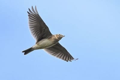 Eurasian Sky Lark