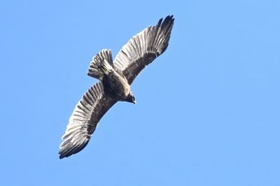 Greater Spotted Eagle