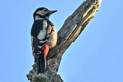 Great Spotted Woodpecker