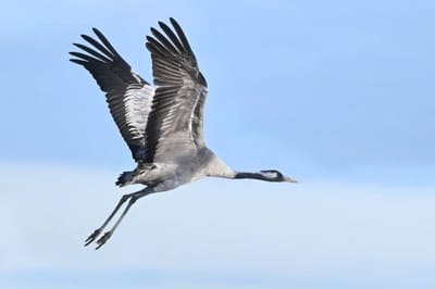 Common Crane