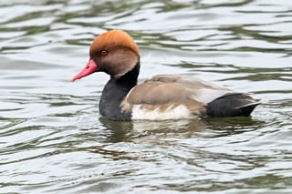 Red-crested Pochard